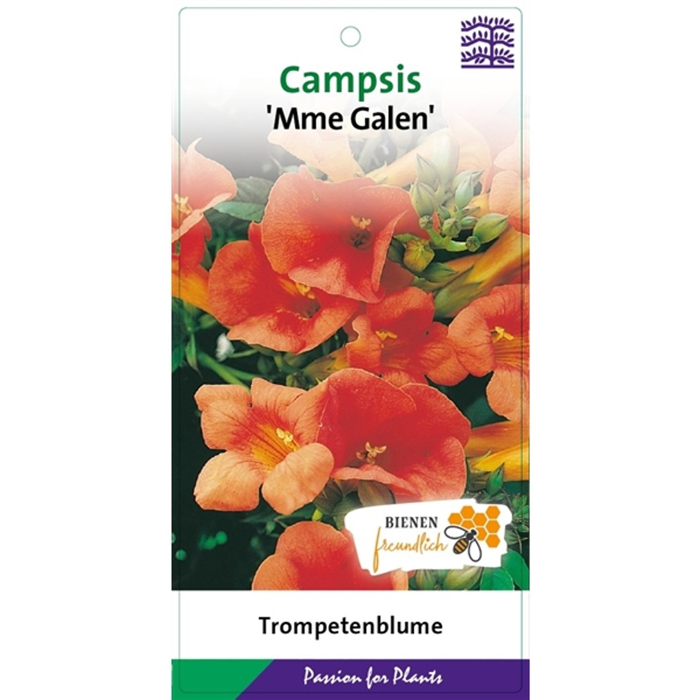 Trumpetranka – Campsis tagliabuana 'Mme Galen' - C2 60-80 CM Stick